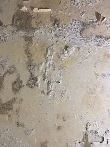 Best Kitchen Mold Remediation in Cataula, GA